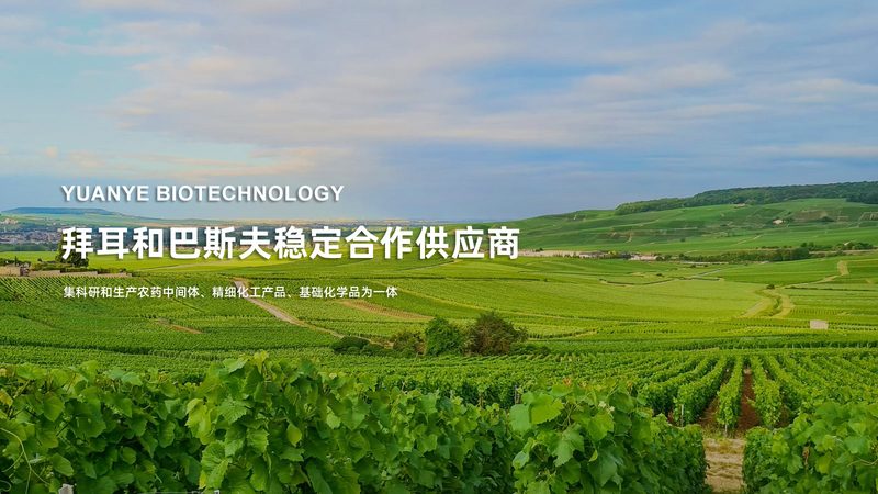 CDMO服务：揭秘药物研发背后的关键力量