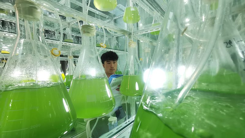 细胞工厂定制周期：揭秘定制化生物生产线的打造过程
